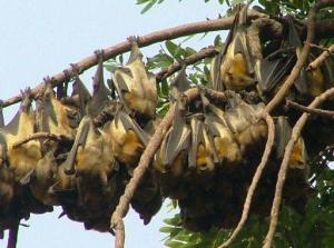 Bats galore